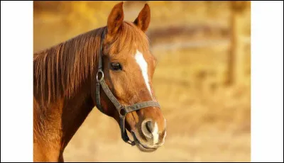 Comment s'appelle la ligne blanche sur la tête du cheval ?