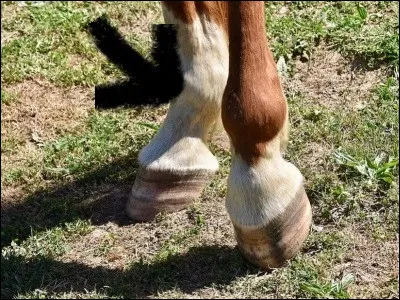 Comment s'appellent les marques blanches que le cheval a sur les membres ?