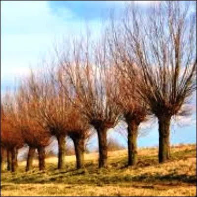 Comment appelle-t-on un arbre obtenu par une taille sp&eacute;cifique de mani&egrave;re &agrave; former une touffe &eacute;paisse au sommet du tronc ?