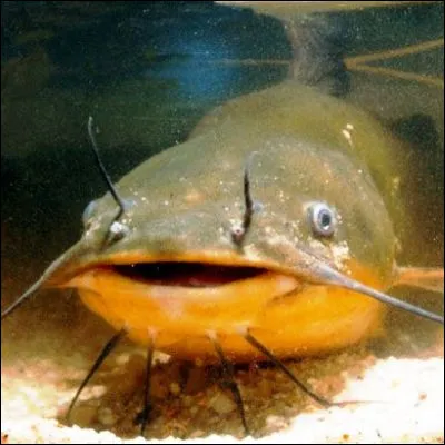 Lequel de ces poissons fait partie de l�ordre des poissons-chats ?