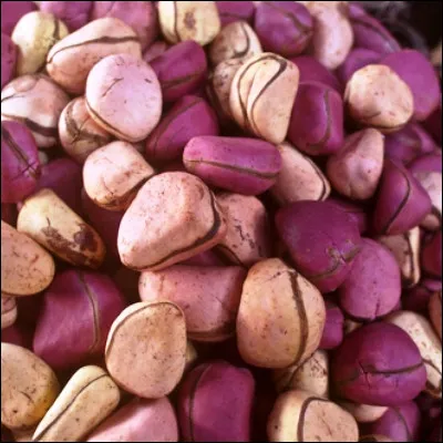 Quel fruit originaire d�Afrique centrale, de la famille des malvac&eacute;es, tr&egrave;s important dans les &eacute;changes commerciaux du continent, est utilis&eacute; pour faire des boissons toniques ?