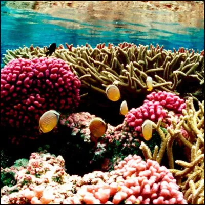 Comment appelle-t-on une &icirc;le reposant sur un r&eacute;cif corallien ?