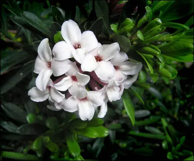 À qui doit-on le roman paru en 1949, les Parasites ?