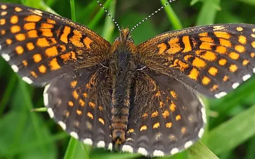Quiz Papillons