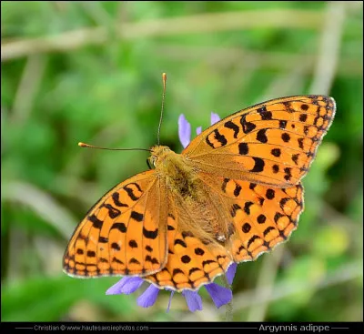 Quel est ce papillon ?