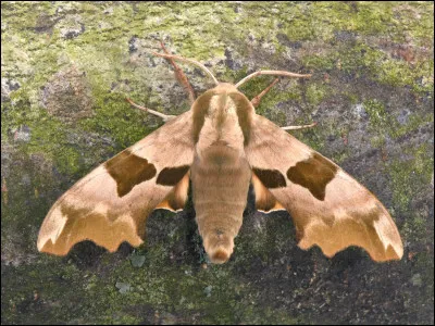 Quel est ce papillon ?