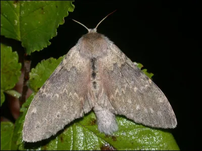 Quel est ce papillon ?