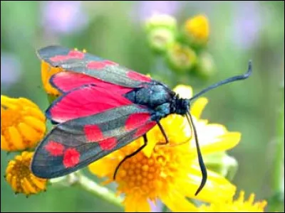 Quel est ce papillon ?
