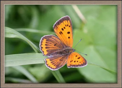 Quel est ce papillon ?