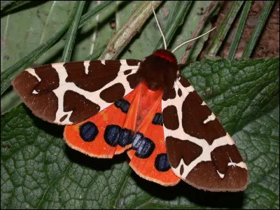 Quel est ce papillon ?
