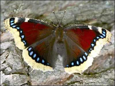 Quel est ce papillon ?
