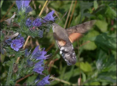 Quel est ce papillon ?