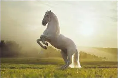 Le cheval est :