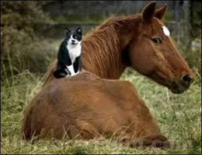 Quand ton métier c'est l'équitation tu es...