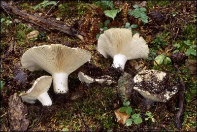 Mes lames deviennent brunâtres au froissement, que suis-je ?