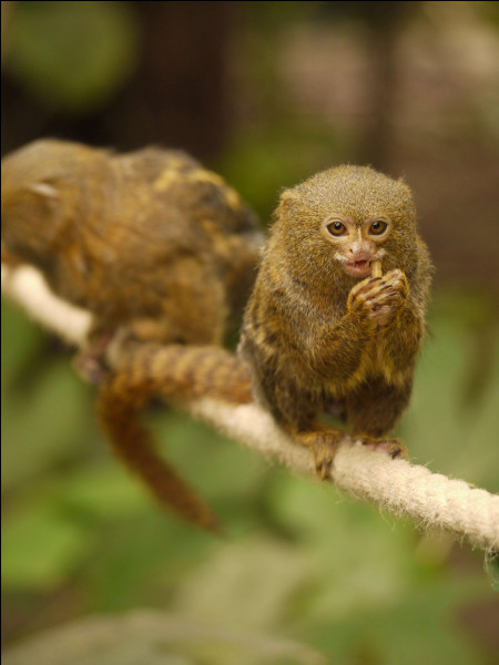 Animaux : le ouistiti pygmée est le plus petit singe du monde. Où vit-il ?