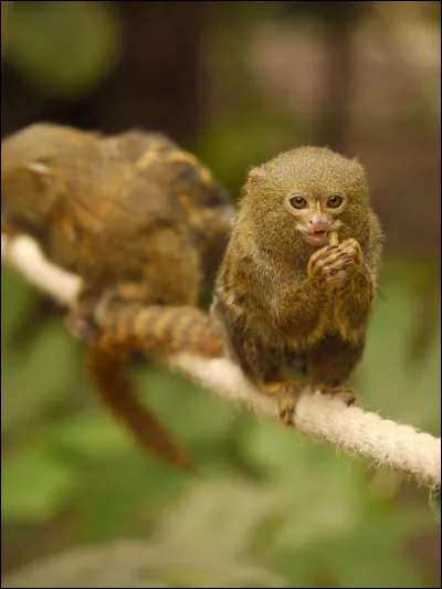 Animaux : le ouistiti pygmée est le plus petit singe du monde. Où vit-il ?