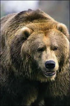 Qui aime le grizzly ?