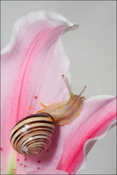 Fils d'Haran et le neveu d'Abraham, je suis un personnage de la Génèse.