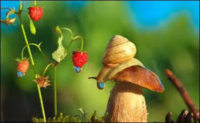 Qui a chanté "Loca" ?