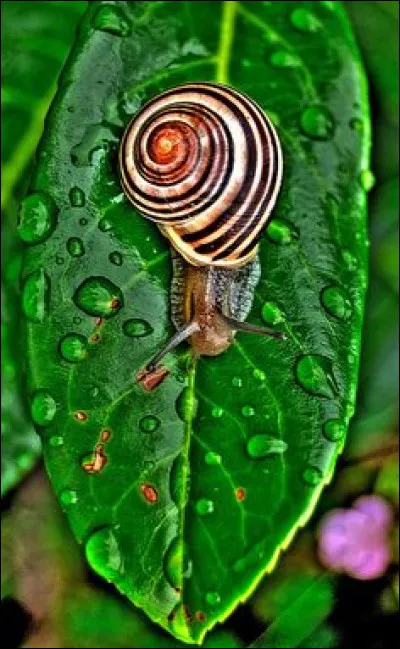 À quelle dynastie Lothaire Ier appartenait-il ?