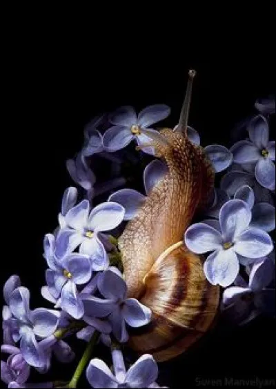 Qui a joué dans "Lolo" en 2015 ?