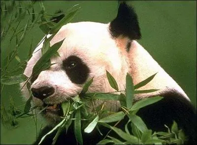 O vivent les pandas ?