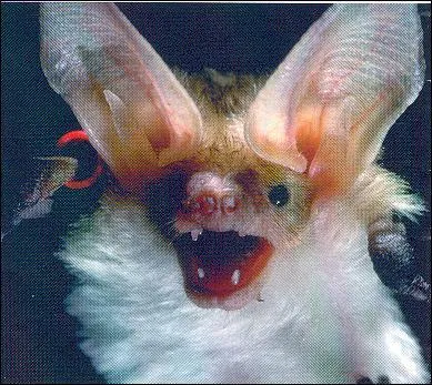 Quand la chauve-souris vole-t-elle ?