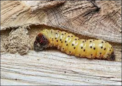 Qu'est-ce que le Zeuzère du poirier ?