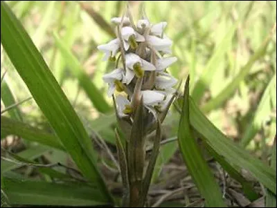 Quel est le nom de cette plante ?