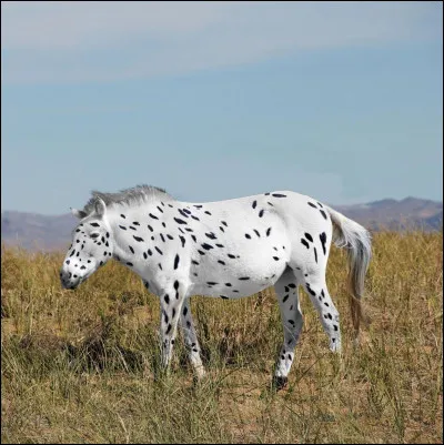 Quelle est cette robe de cheval ?