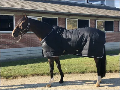 Quelle est cette robe de cheval ?