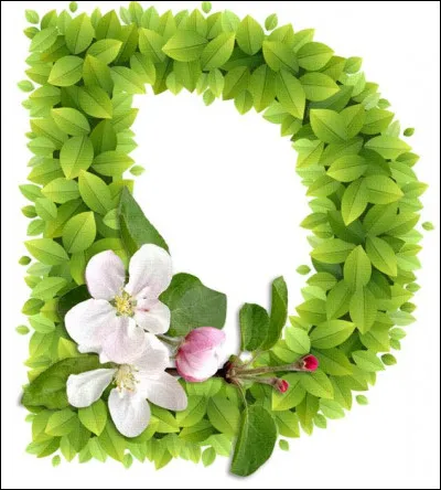 Drosera : quelle est la caractéristique de cette plante ?