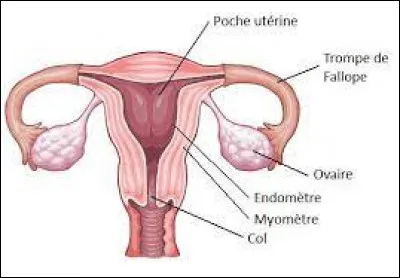 Que faut-t-il pour qu'un uf se développe dans l'utérus de la femme ?
