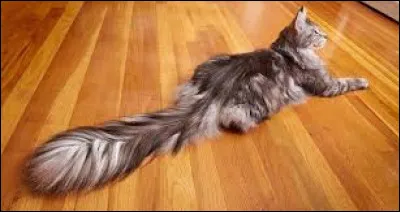 Je suis un chef à la queue très longue.