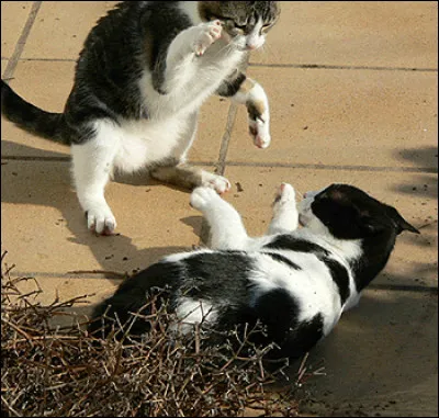 Je suis le guerrier ou la guerrière qui s'appellera Étoile Solitaire.