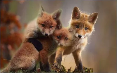 Comment s'appelle le cri du renard ?