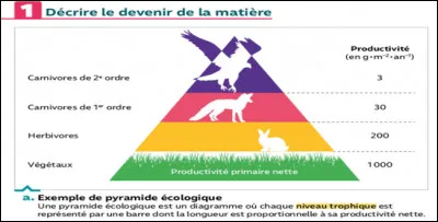 Selon la pyramide écologique. Classez par ordre décroissant les différents niveaux trophiques selon leur productivité en matière organique nette ?