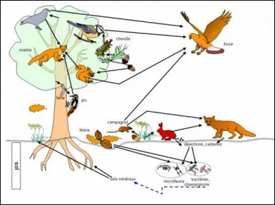 Par quels êtres vivants est "prise en charge" la matière organique sous forme de déjections et de cadavres ?