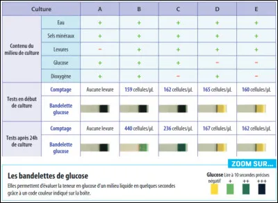 Par rapport au tableau, quels milieux possèdent le plus de levures après 24 heures et un taux de glucose faible ?