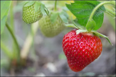Nous terminons avec l'éternelle et délicieuse fraise. Il paraît que le fraisier est sauvage avant tout.