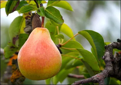Vous avez reconnu ce fruit, j'en suis sûr ! Surtout, ne vous trompez pas dans les réponses.