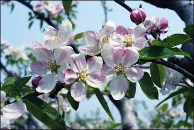 Le fruit de cet arbre est utilisé sous différentes formes culinaires ou littéraires. Voici ma version.
Sous l'amour, Ève a croqué dedans mais elle appartenait à Adam. Il voulait en faire une tarte qu'il aurait mangée en buvant du cidre. De quel fruit s'agit-il ?