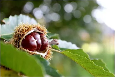 Quel est ce fruit représenté sur la photo ci-dessus et que l'on peut manger chaud ou en crème ?