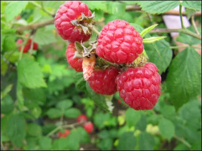 Quel est ce fruit délicieux issu d'un arbuste ?