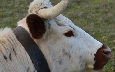 Quiz Vaches