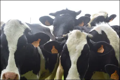 Je suis la préférée des éleveurs mais mon lait n'est pas le meilleur :