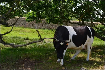 Je suis de petite taille, mais mes qualités laitières et beurrières sont grandes. Malheureusement mes qualités ne sont pas reconnues à leur juste valeur. Je suis :