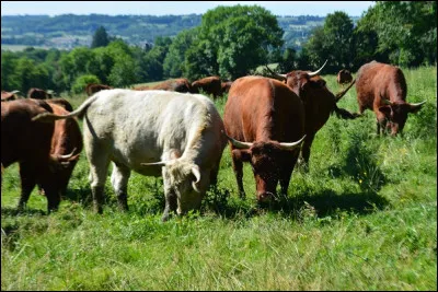 Laquelle n'est pas d'origine auvergnate ?