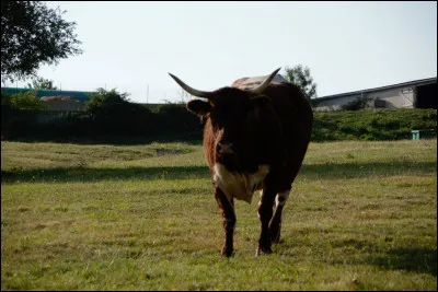 Originaire des deux massifs montagneux du Puy-de-Dôme, ma robe se décline en 6 variétés. Grâce à ma production laitière on fabrique la fourme et le saint nectaire, je suis :